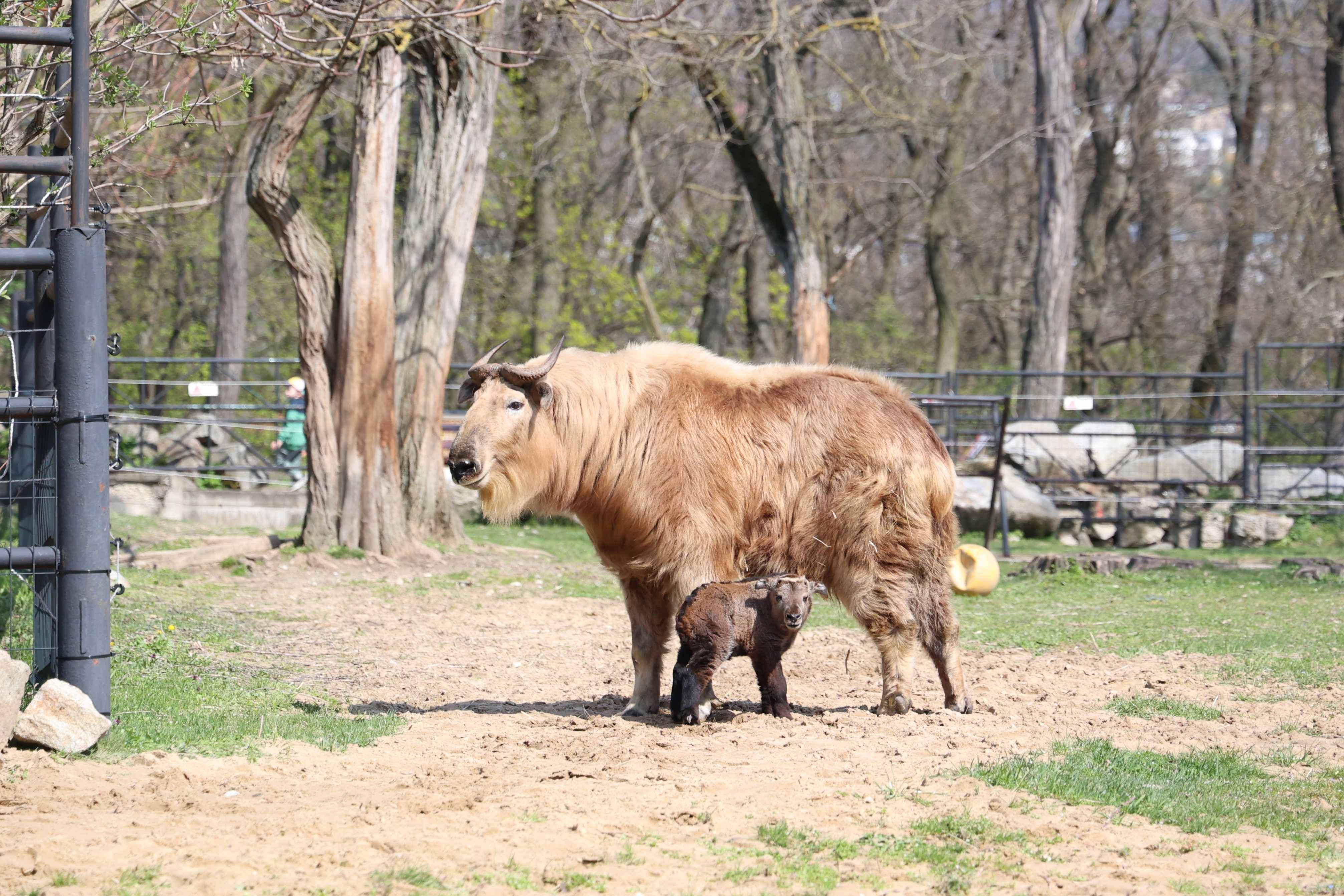 V bratislavskej ZOO sa narodilo mláďa takina zlatého, foto: Katarína Valúchová